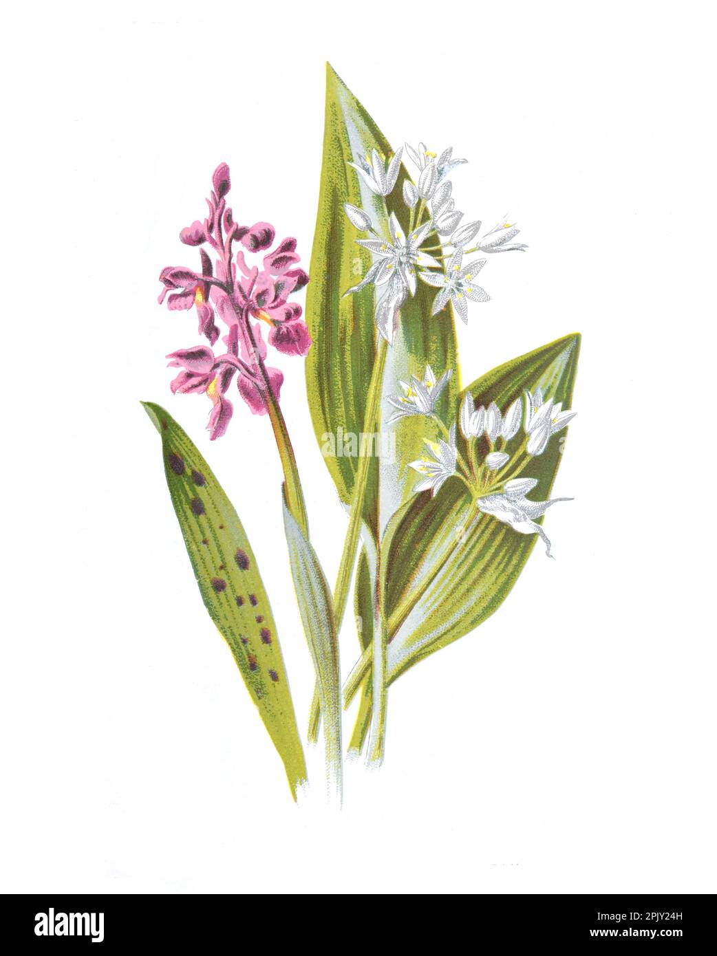Common orchid and allium ursinum flower. Wild garlic.. Antique hand drawn flowers illustration. Vintage and antique flowers. wild flower illustration. Stock Photo