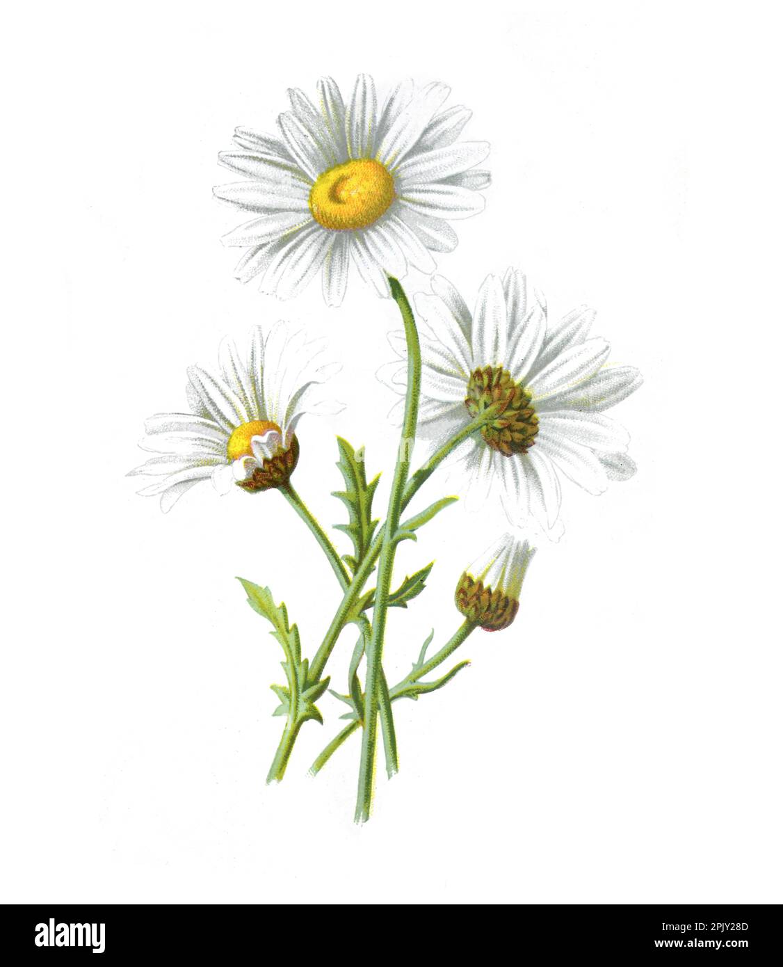 Common ox eye daisy flower. (leucanthemum vulgare, oxyey daisy, dog