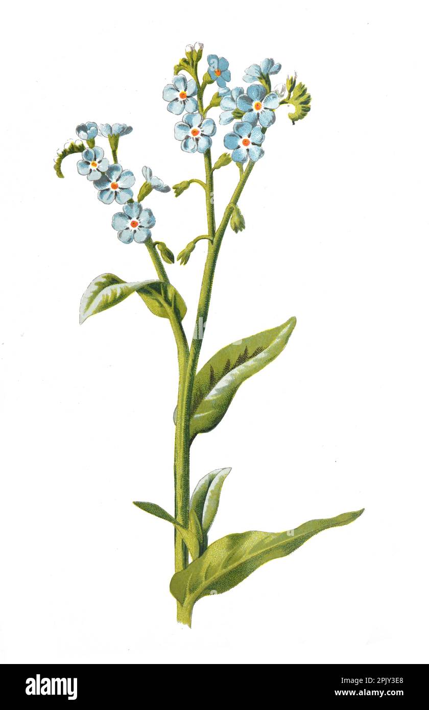 me not flower Myosotis or scorpion grasses. Antique hand drawn
