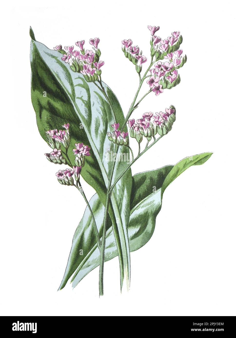 Limonium latifolium garden hi-res stock photography and images - Alamy