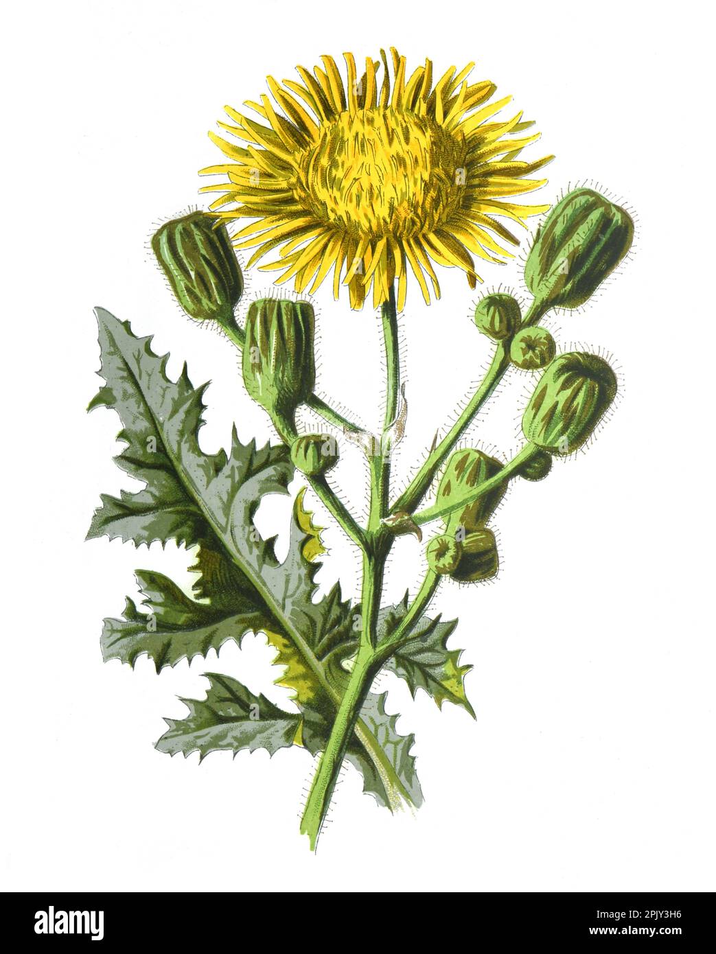Corn sowthistle flower or Sonchus arvensis Asteraceae plant hand drawn field flowers illustration.Vintage and antique flowers. wild field flower. Stock Photo