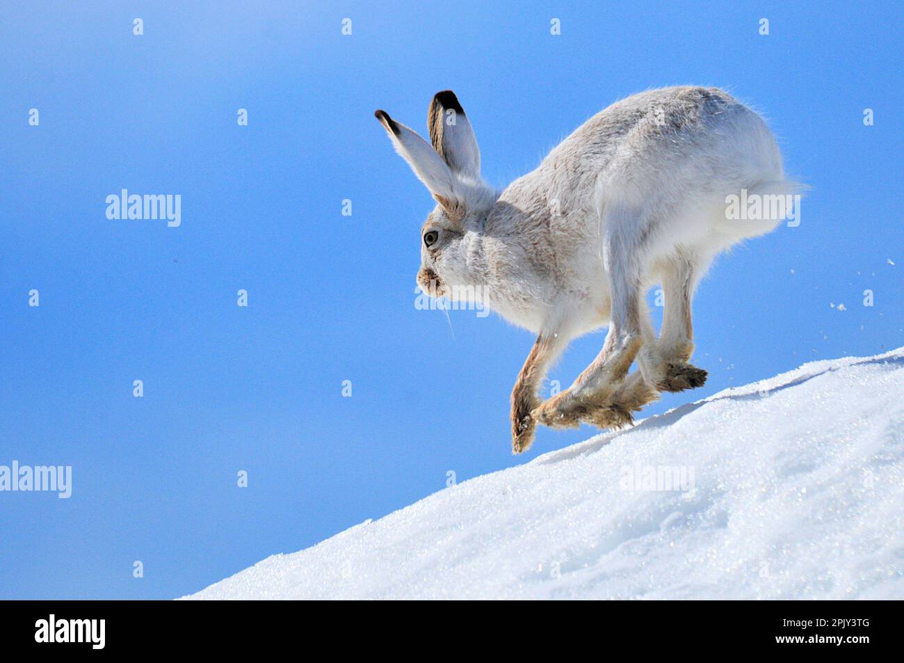 White Tailed Jackrabbit Prairie Hare Lepus townsendii Stock Photo
