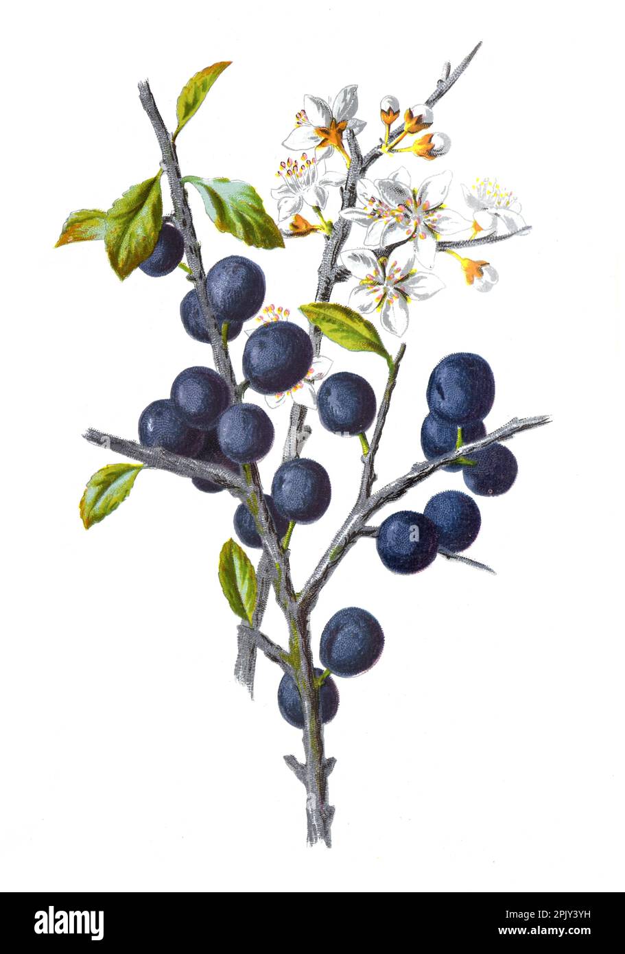 Blackthorn or Prunus spinosa flower. or sloe flower. Antique hand drawn field flowers illustration.Vintage and antique flowers illustration. Stock Photo