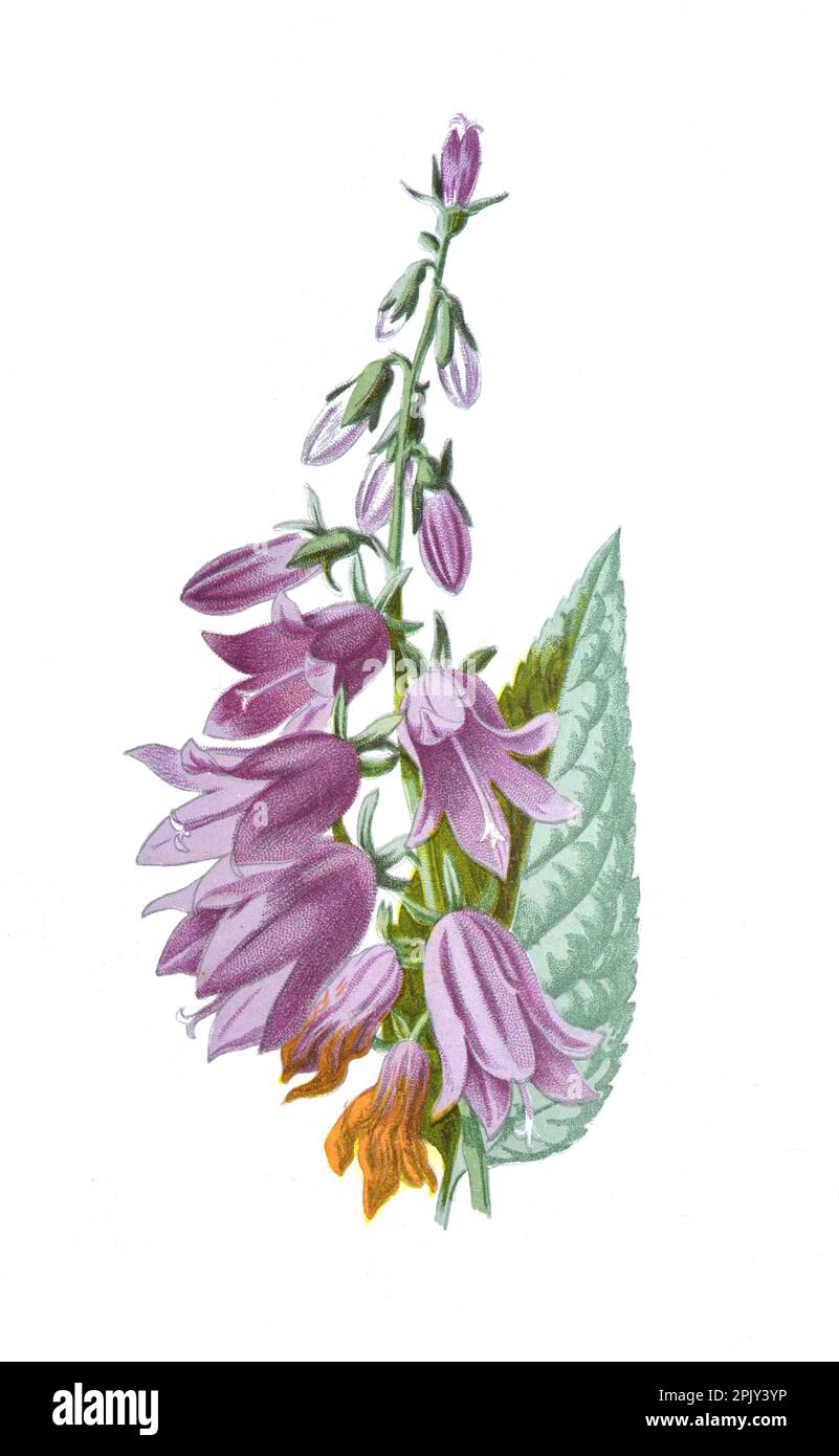 Campanula rapunculoides flower. or Creeping campanula or Campanulaceae flower. Antique hand vintage drawn field flowers illustration. Stock Photo