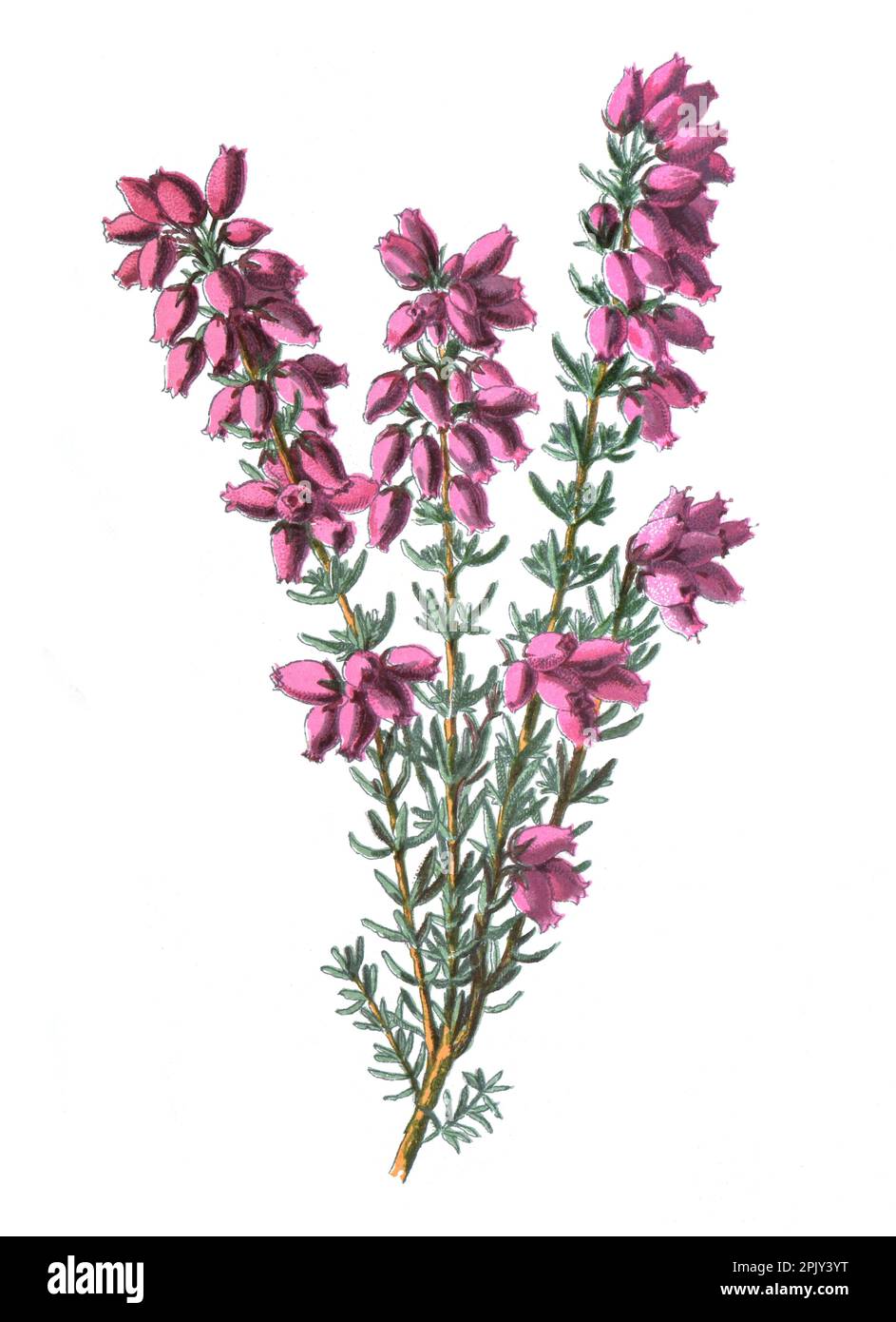 Purple Heather or bush heather flower. Antique hand drawn field flowers illustration.Vintage and antique flowers.wild flower illustration. Stock Photo