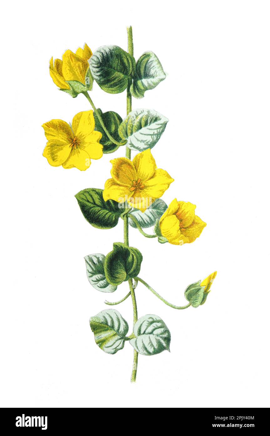 Moneywort or Lysimachia nummularia plant. family or the Lysimachia. Antique hand drawn field flowers illustration. Vintage wild flower illustration. Stock Photo