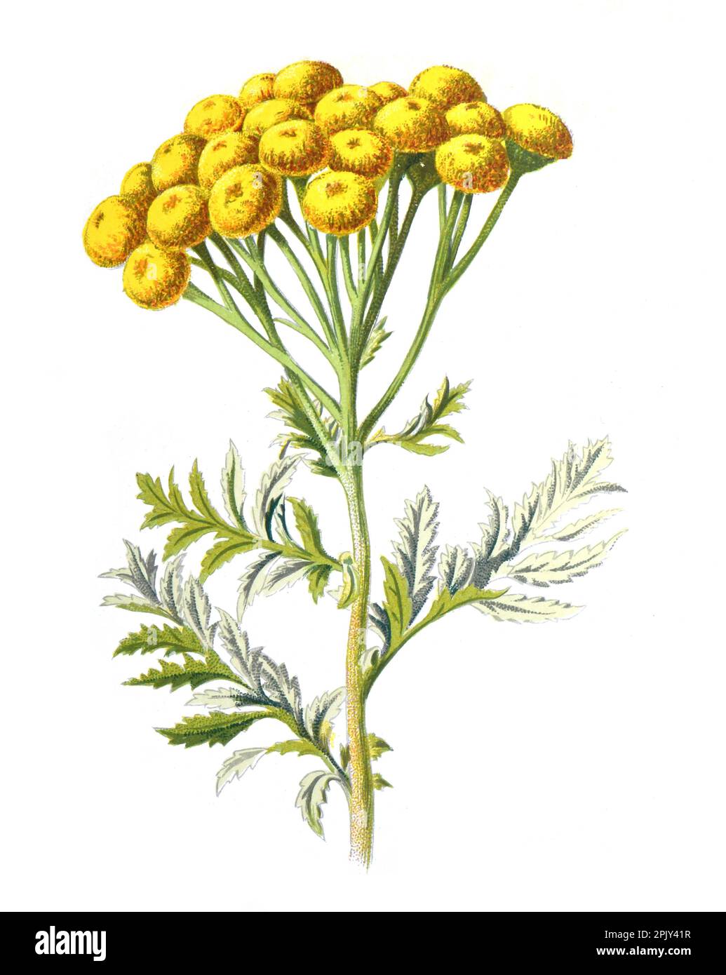 Tanacetum vulgare or Tansy flower. bitter buttons or cow bitter, or golden buttons family of theperennial, herbaceous flowering plan. Vintage flower. Stock Photo