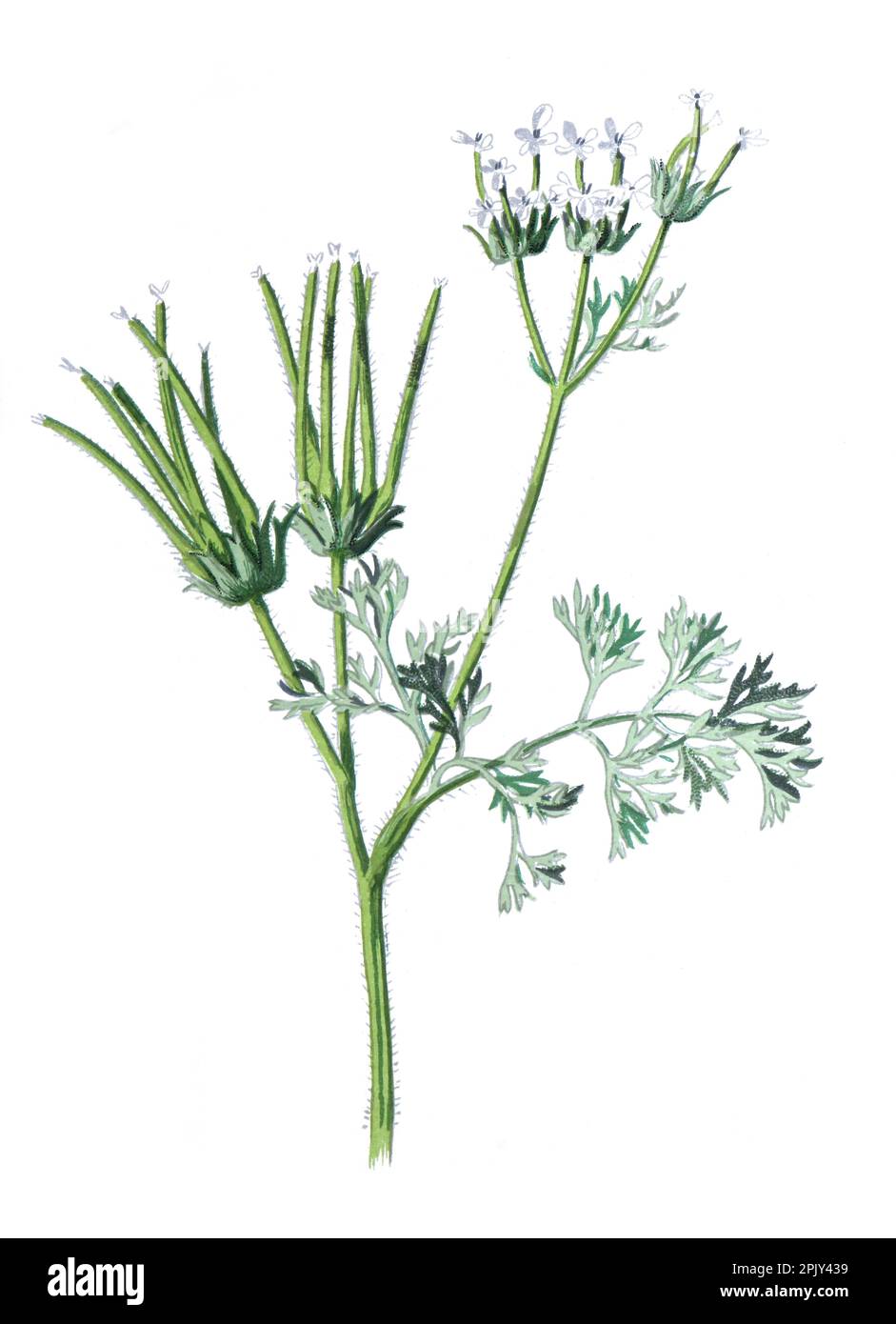 Shepherd's needle or Scandix pecten-veneris. family of Apiaceae flower. Antique hand drawn field flowers illustration. Vintage wild organic flowers. Stock Photo