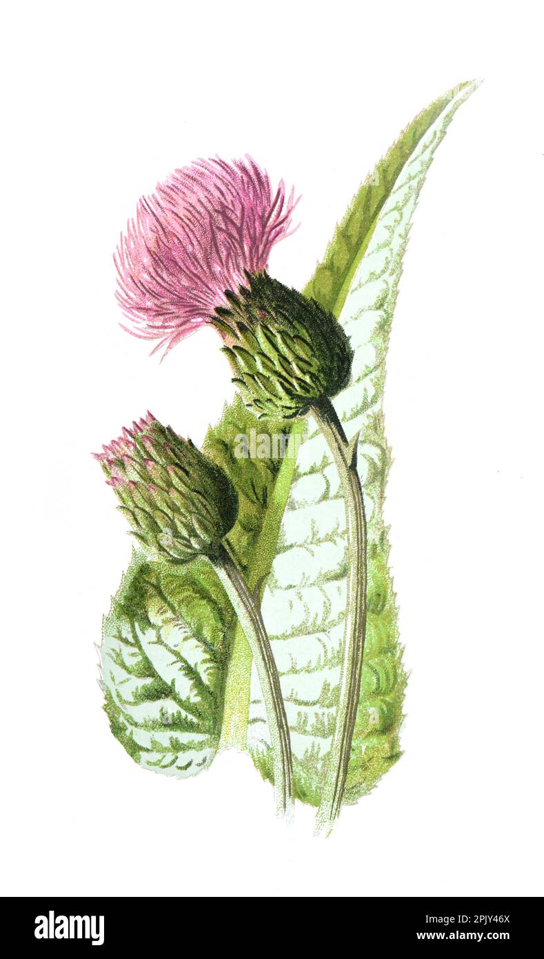 Melancholy thistle or Cirsium heterophyllum flower.or spineless herb in the sunflower family. Vintage hand drawn field flowers illustration Stock Photo