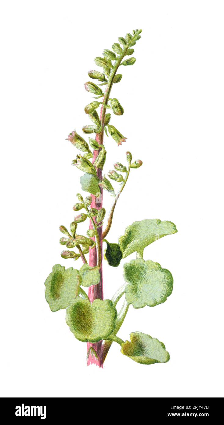 Pennywort or Hydrocotyle family of the Araliaceae flower. Antique hand drawn field flowers illustration.Vintage and antique wild field flowers. botany. Stock Photo