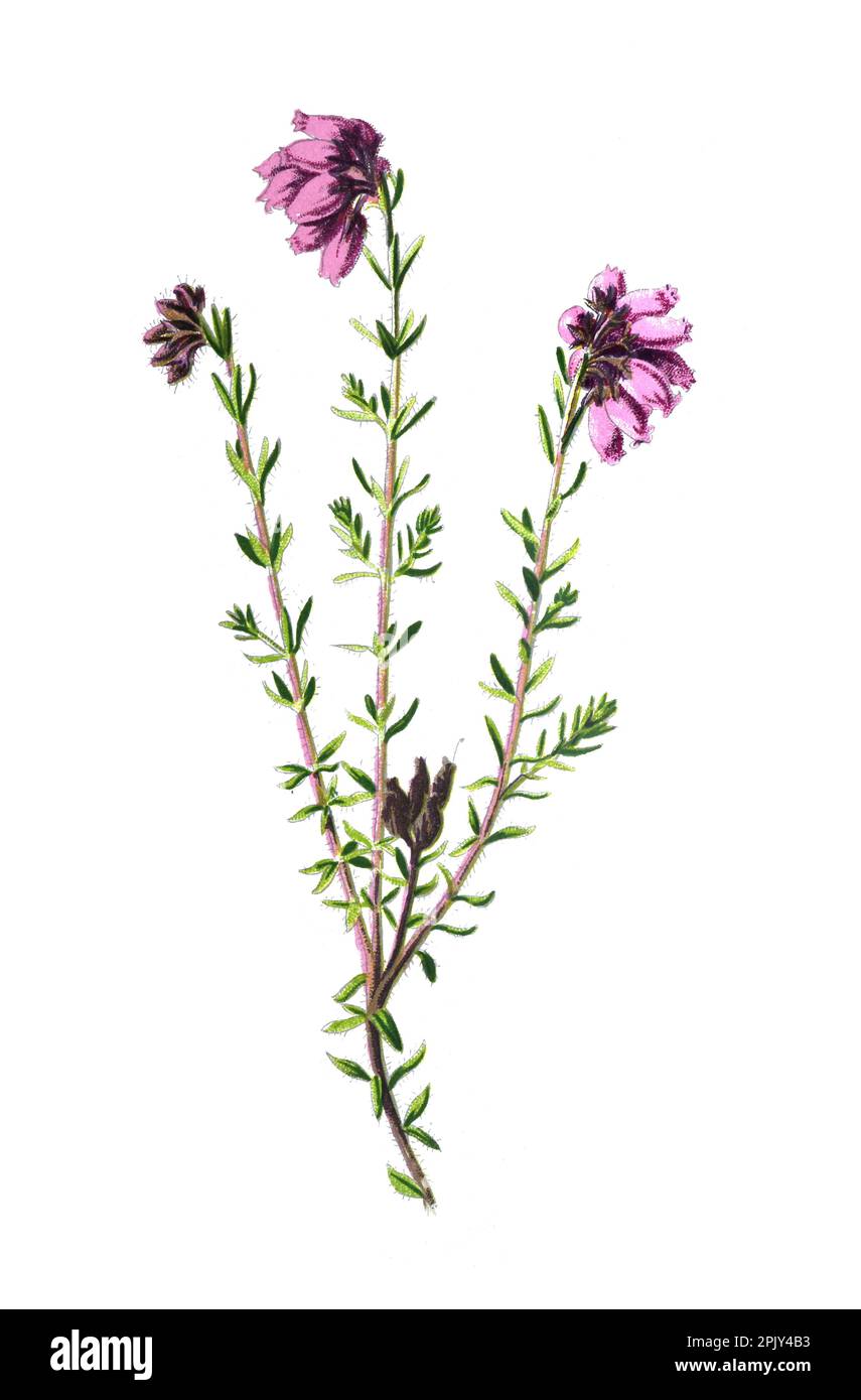 Heath flower. or Erica tetralix or the cross-leaved heath. or calluna flower. Vintage hand drawn wild field flower illustration. botanical flower. Stock Photo