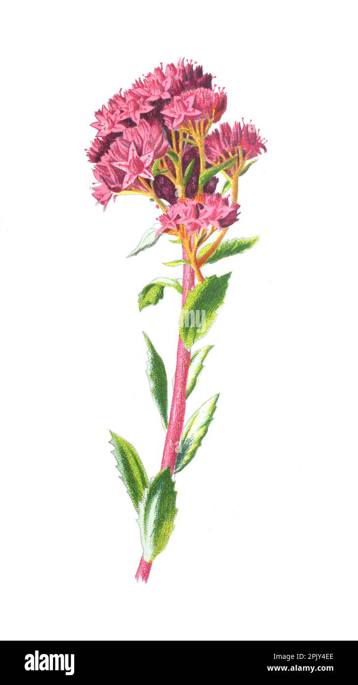 Sedum or Stonecrops or Orpine flower. Antique hand drawn field flowers illustration. antique flowers.Vintage wild field flower illustration. botany. Stock Photo