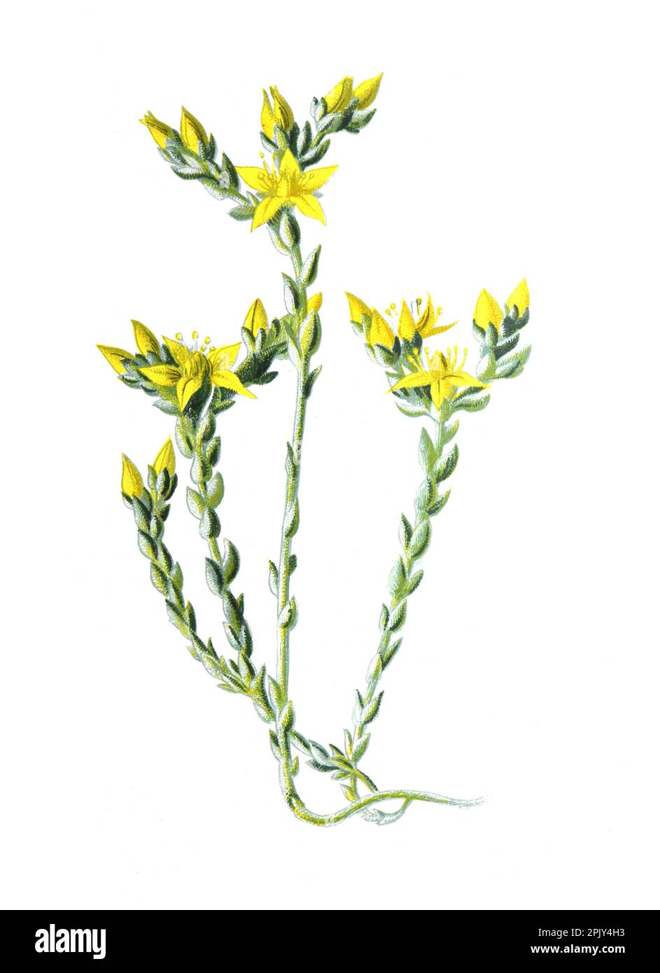 Yellow flowers of Sedum acre or Goldmoss stonecrop flower. Vintage hand drawn wild field flowers illustration. Stock Photo
