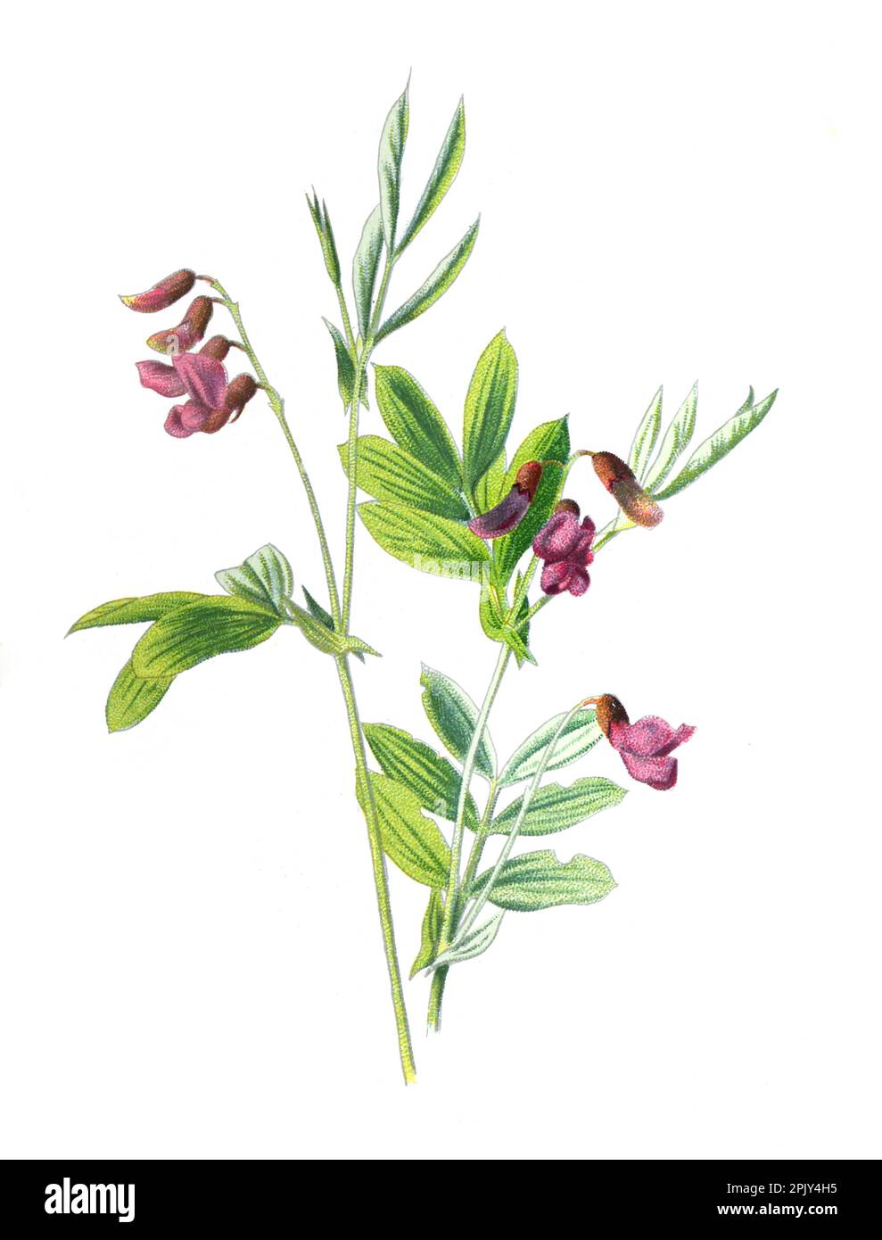 Lathyrus tuberosus (also known as the tuberous pea, tuberous vetchling ) flower. Vintage and hand drawn wild field flowers illustration. lathyrus. Stock Photo