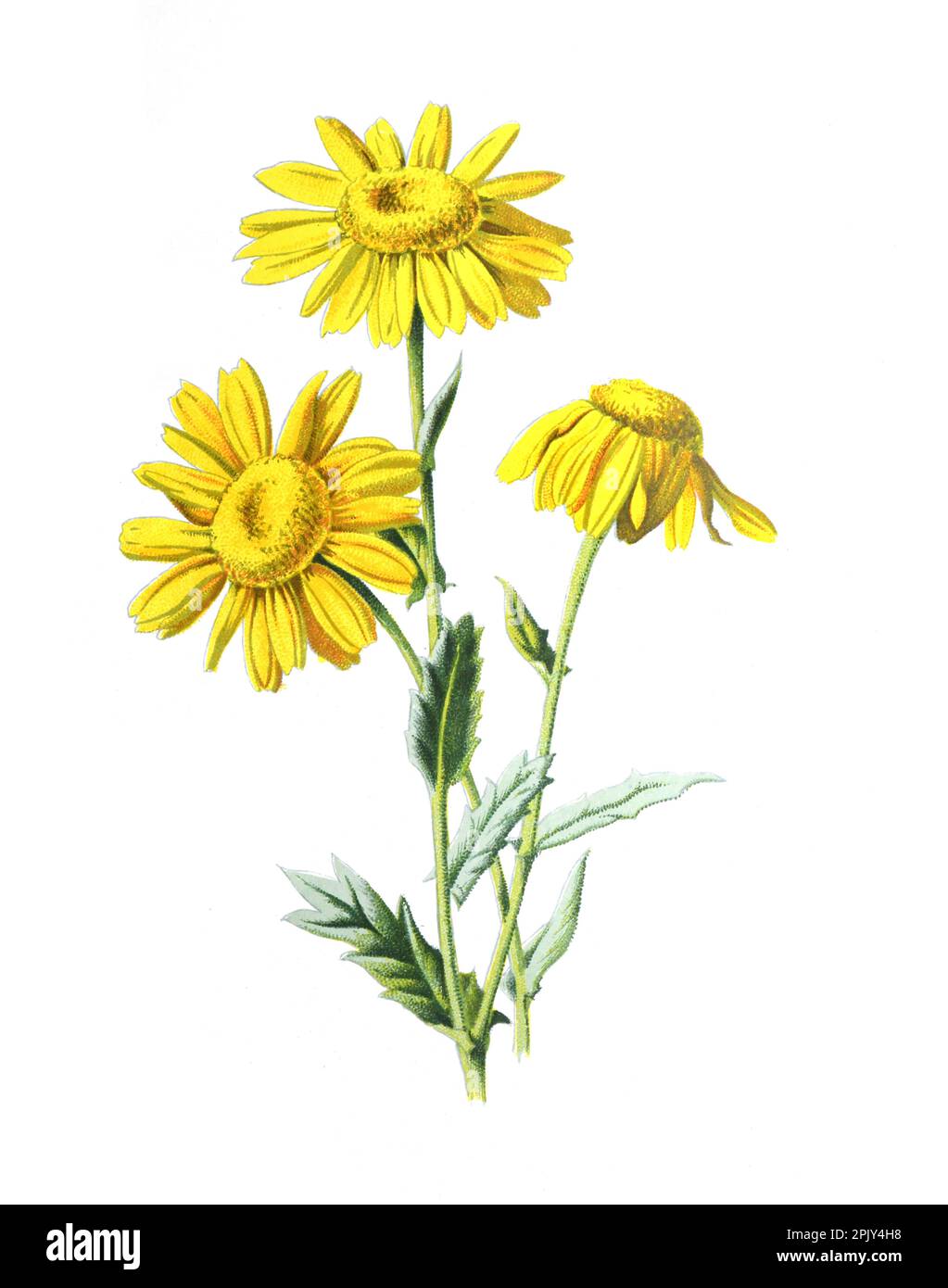 Corn marigold or Glebionis segetum or Chrysanthemum segetum flower. Vintage hand drawn wild field flowers illustration Stock Photo