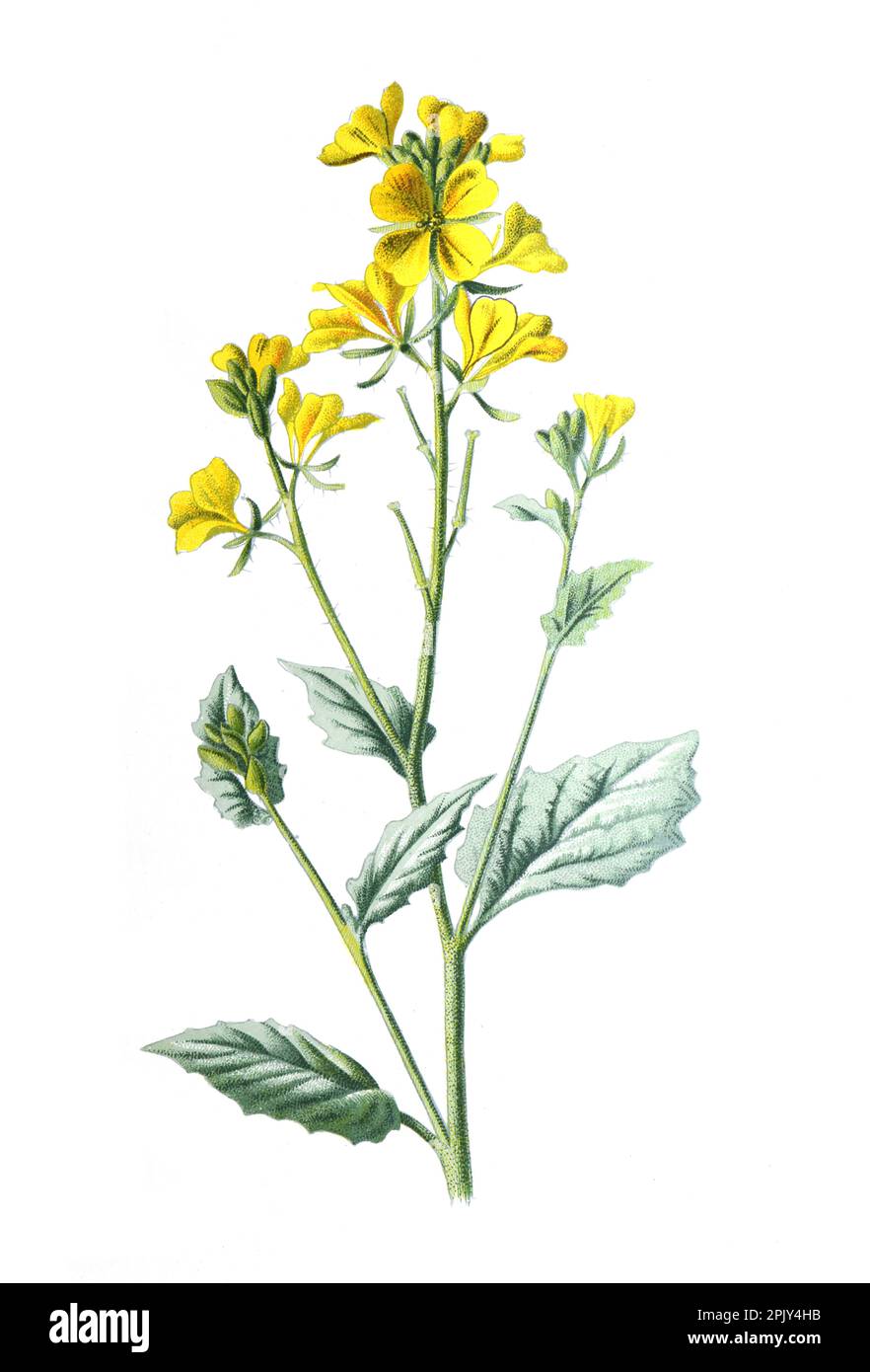 Sinapis arvensis, the charlock mustard, field mustard, wild mustard or charlock family of the Brassicaceae flower. Vintage hand drawn illustration. Stock Photo