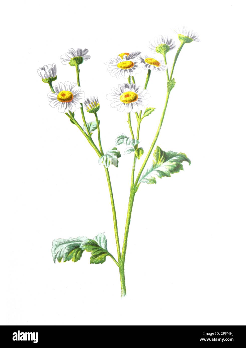 Tanacetum parthenium, known as feverfew flower. or chamomile flower