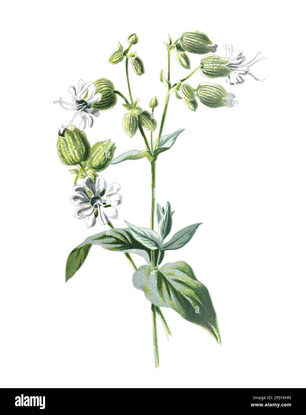 Silene vulgaris, the bladder campion, or maidenstears, Bladder campion, also called maidenstears flower. Vintage hand drawn wild flower illustration. Stock Photo
