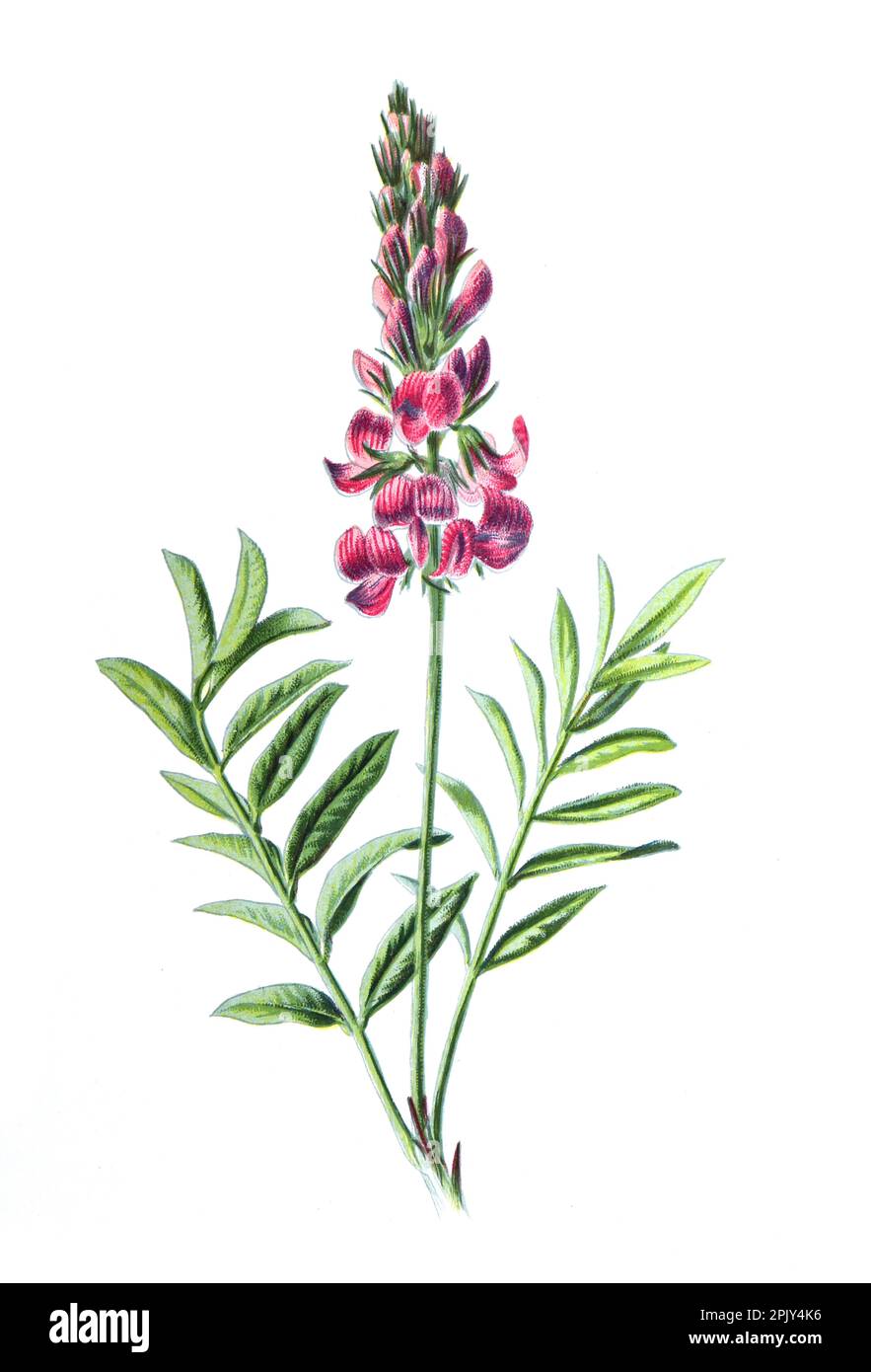 Onobrychis viciifolia, also known as Onobrychis sativa or common sainfoin flower. Vintage hand drawn wild field flowers illustration. Stock Photo