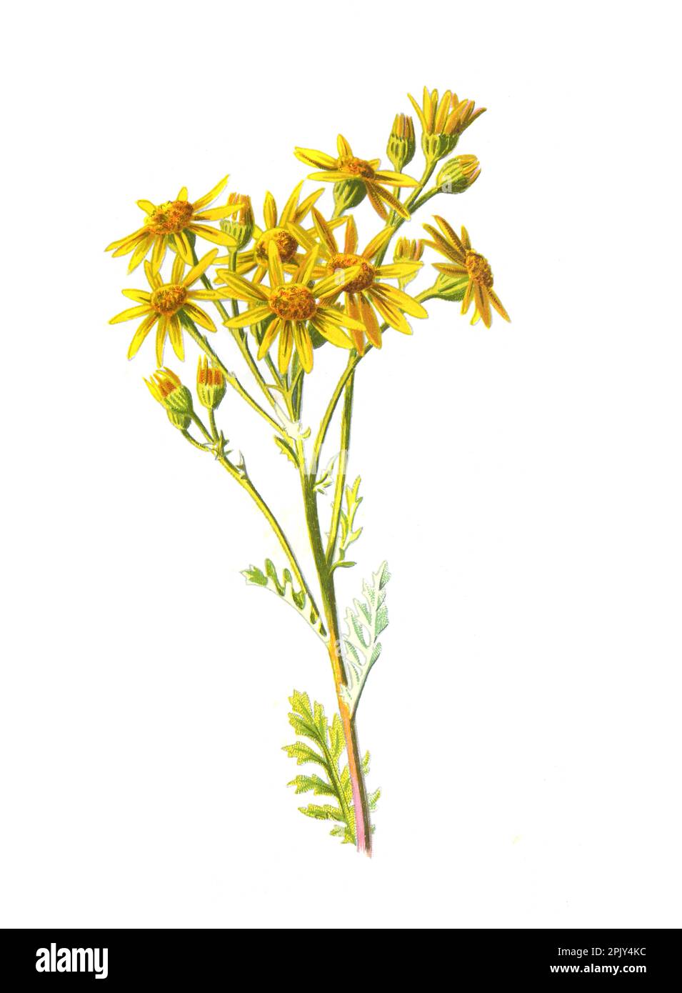 Jacobaea vulgaris, Senecio jacobaea or ragwort, common ragwort stinking willie, tansy ragwort, benweed flower.Vintage wild field flower illustration. Stock Photo