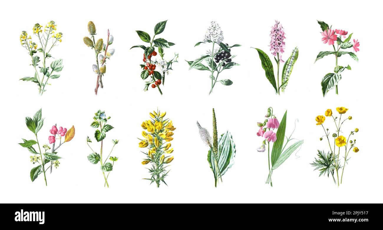 Big vintage wild flowers collection of beautiful wild field herbs, herbaceous flowering plants, blooming flowers, Vintage hand flower illustration. Stock Photo