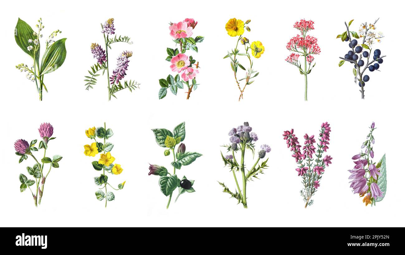 Big wild flowers collection of beautiful wild field herbs, herbaceous flowering plants, Vintage hand drawn wild flower poster. illustration. Stock Photo
