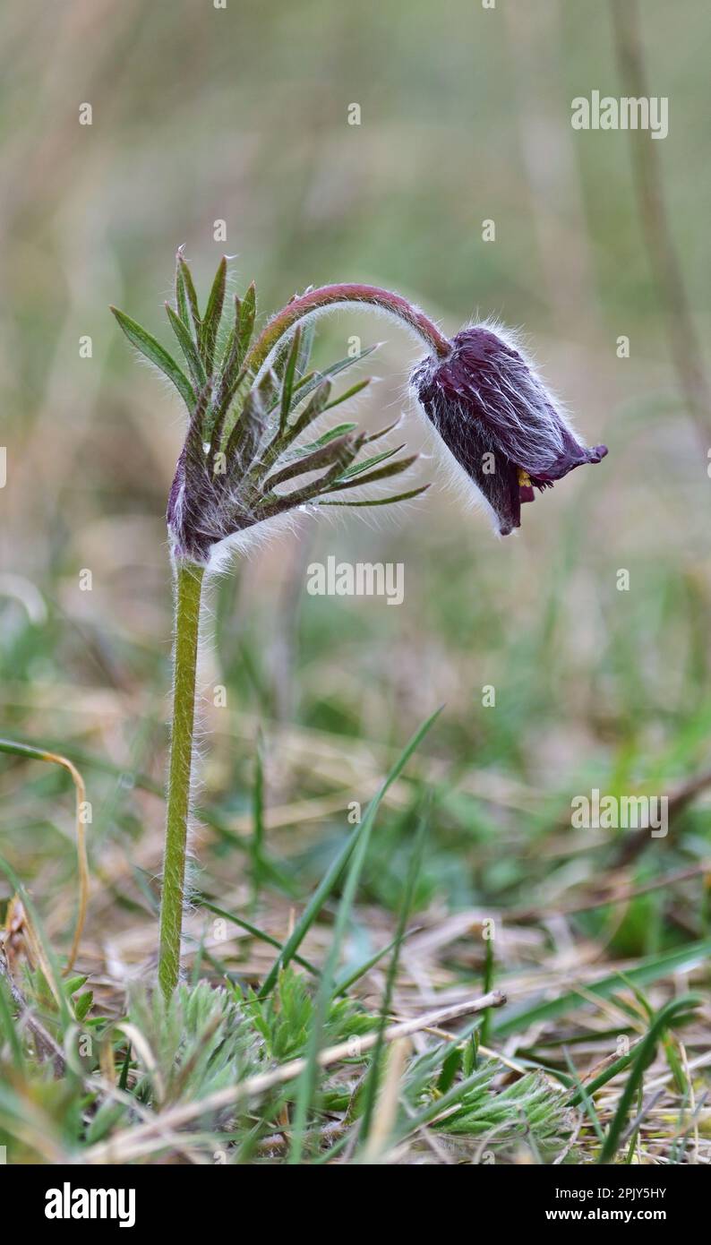 Pulsatilla pratensis, the small pasque flower Stock Photo