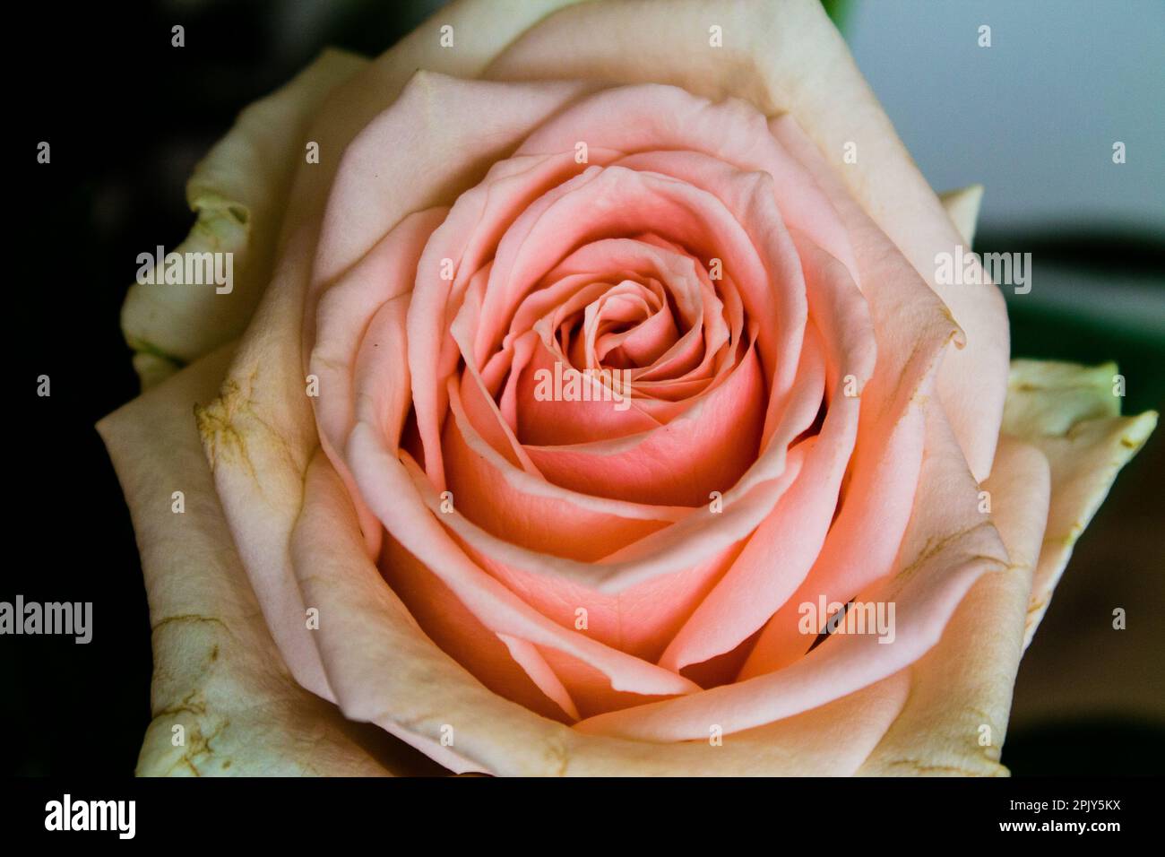 Beautiful pink rose close hi-res stock photography and images - Alamy