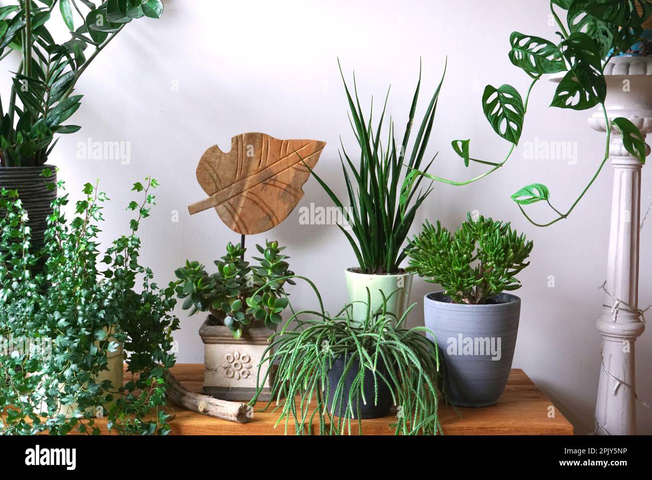 Different indoor plants in living room with decorations on the table Stylish composition of home garden green industrial interior. Urban jungle. Stock Photo