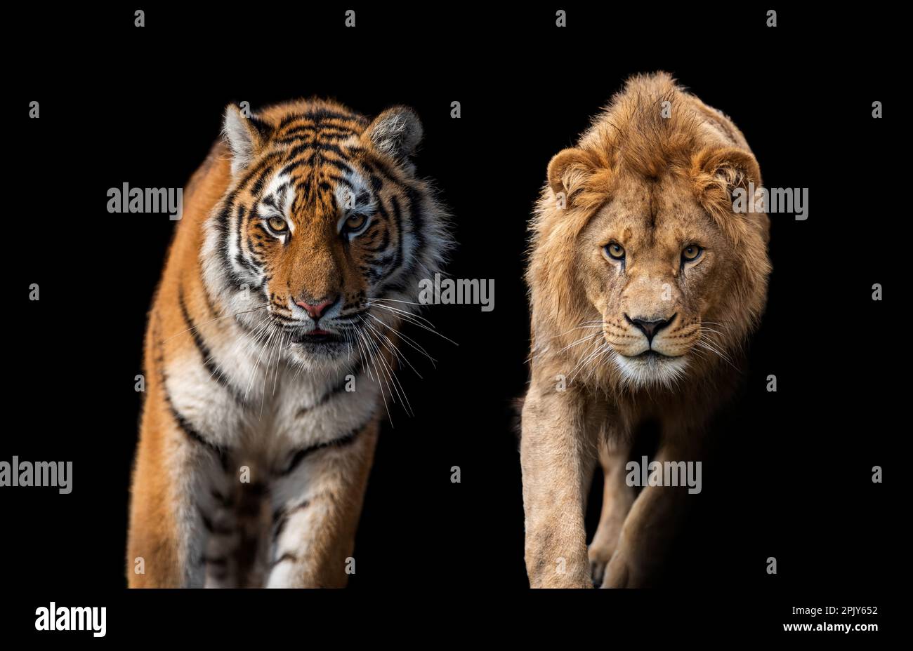Close up beautiful angry big tiger and lion isolated on black background Stock Photo