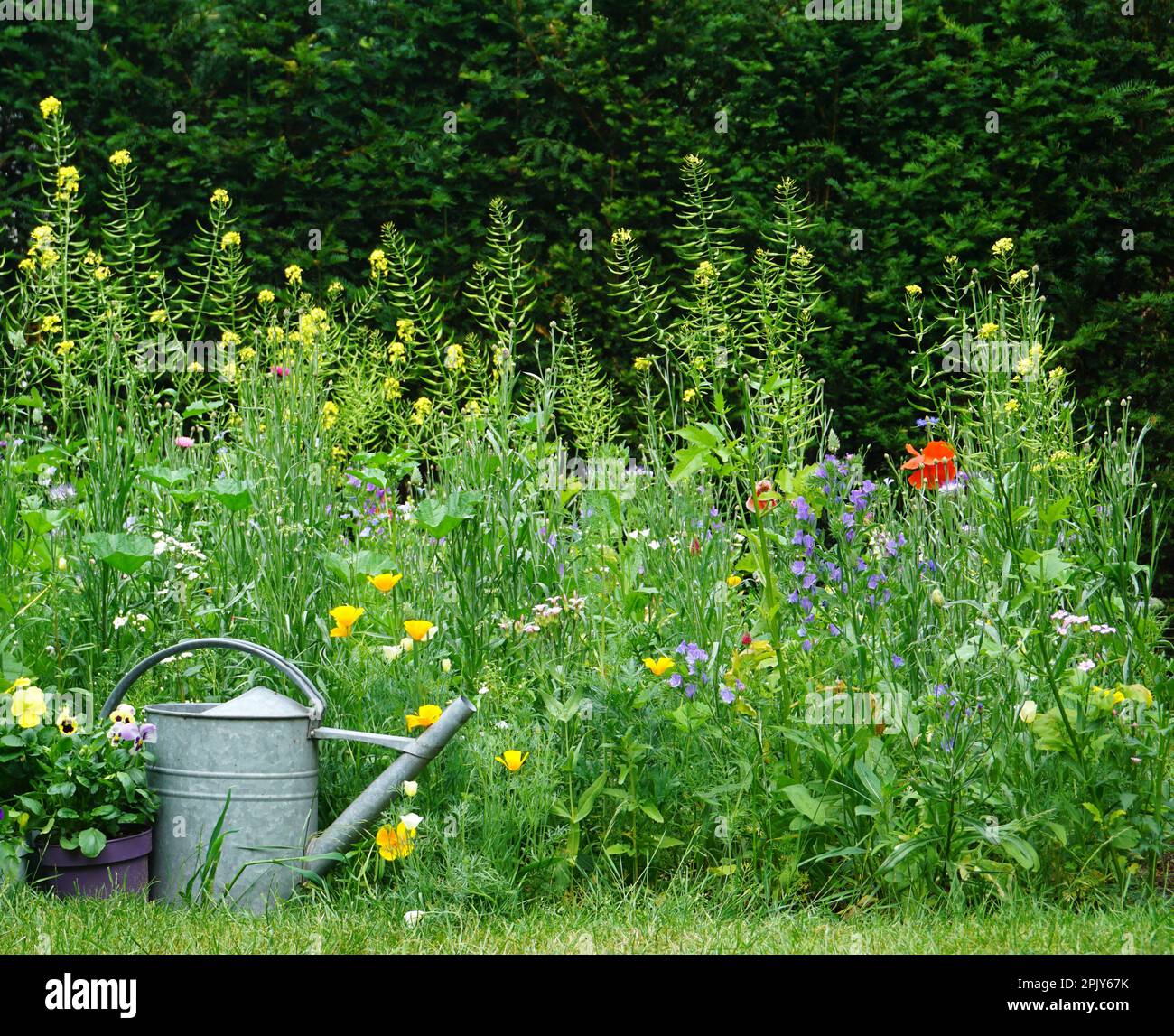 Wildflowers field hires stock photography and images Alamy