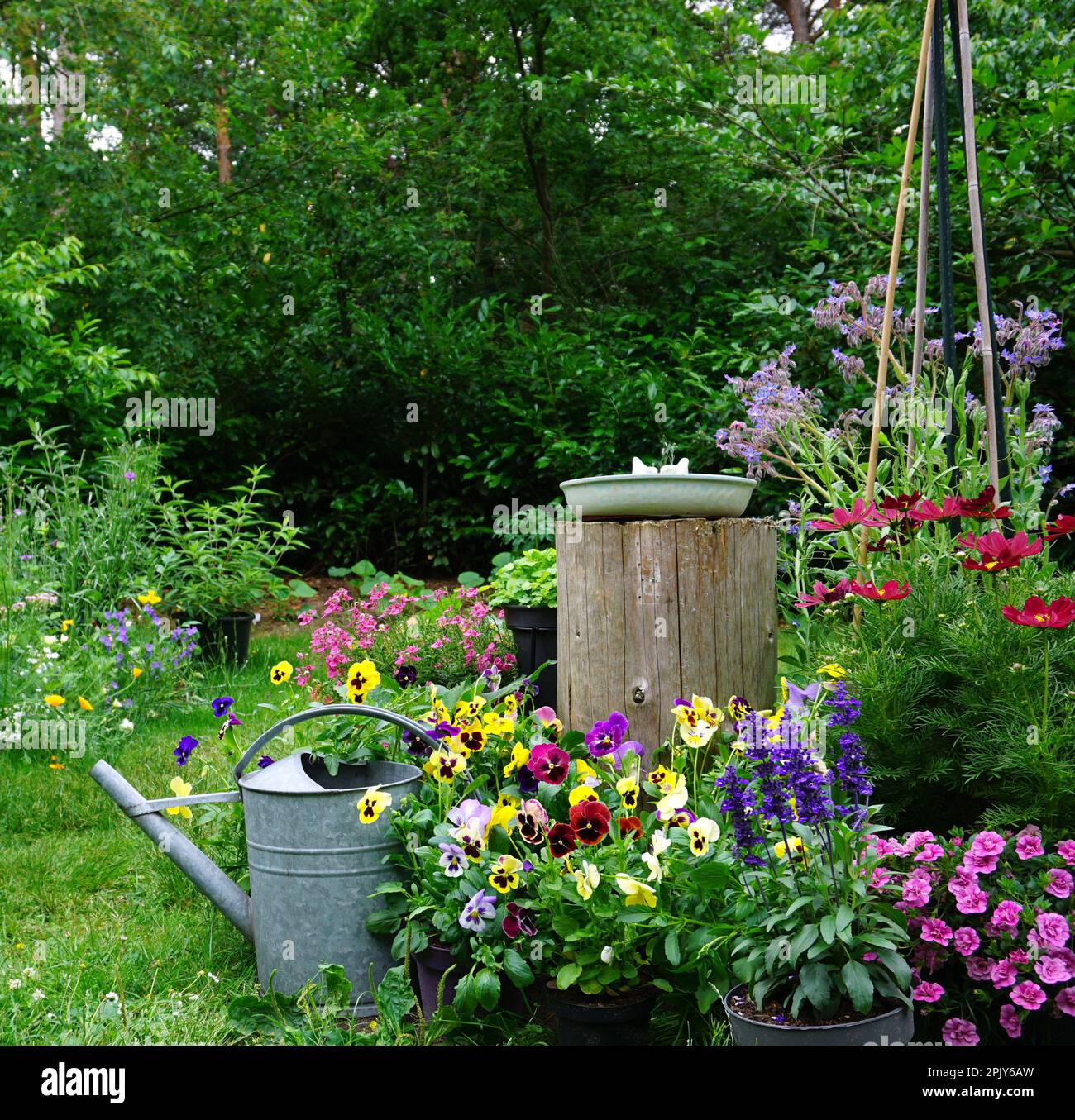 Wild herb and field flowers with iron watering can. English cottage