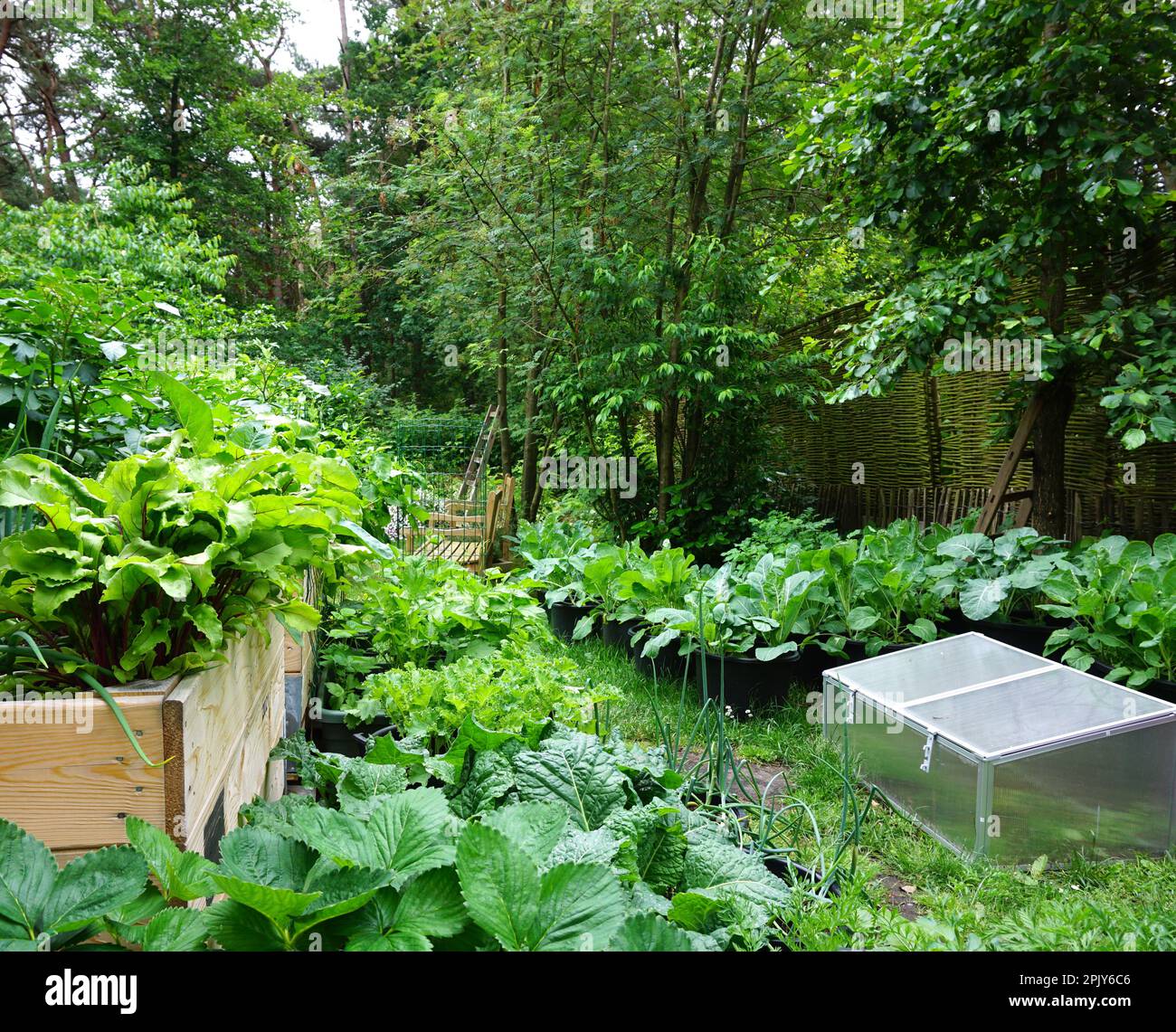 Urban vegetable garden, English flower garden nice and green fresh
