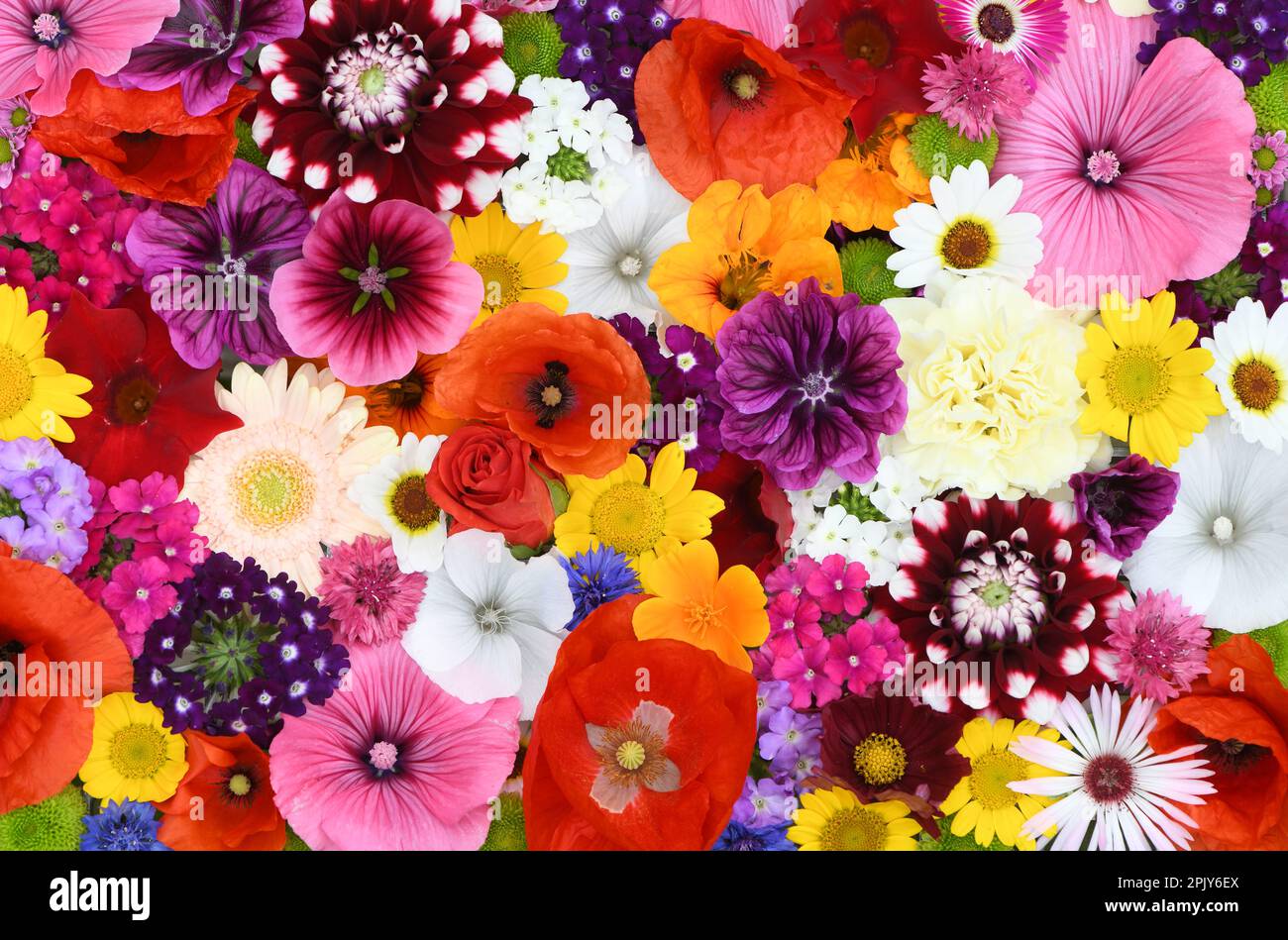 Flowers Wall Background With Amazing Redorangepinkpurplegreen And White Field Or Wild 