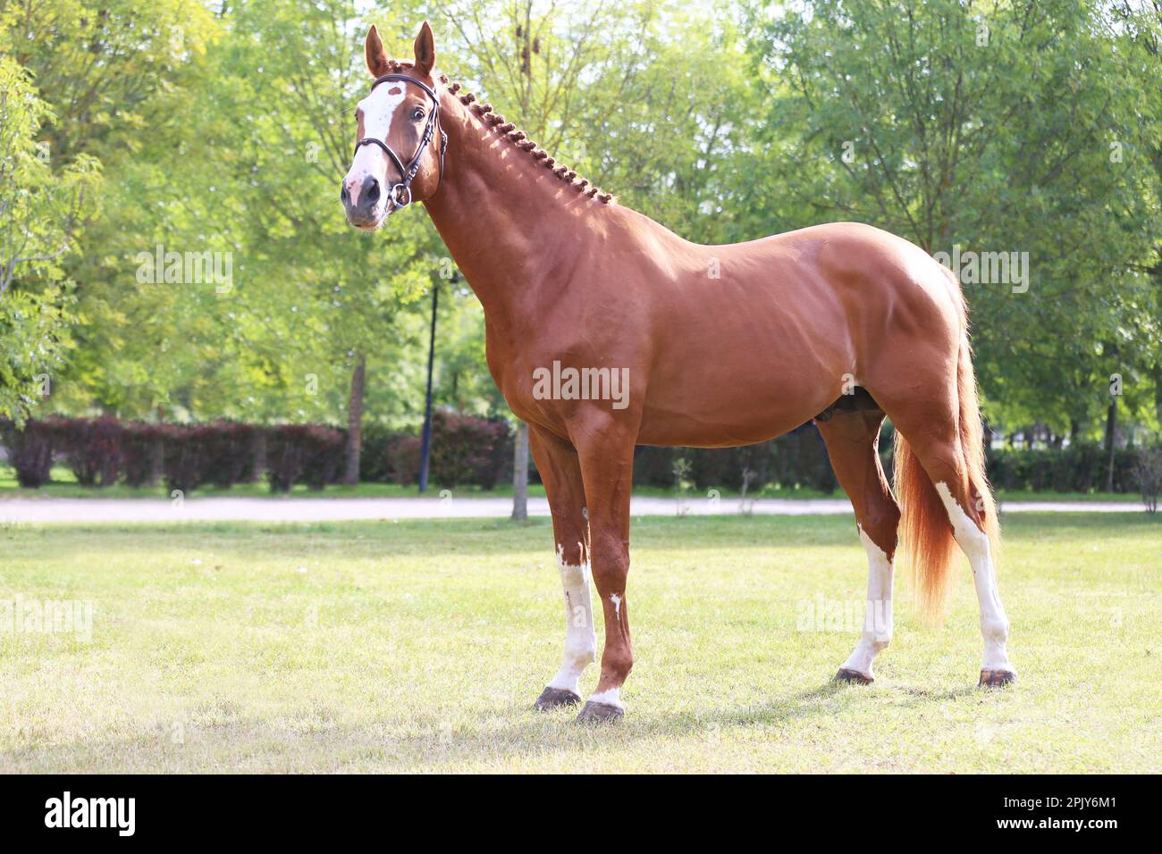 Beautiful young stallion posing at rural animal farm on horse show summertime Stock Photo