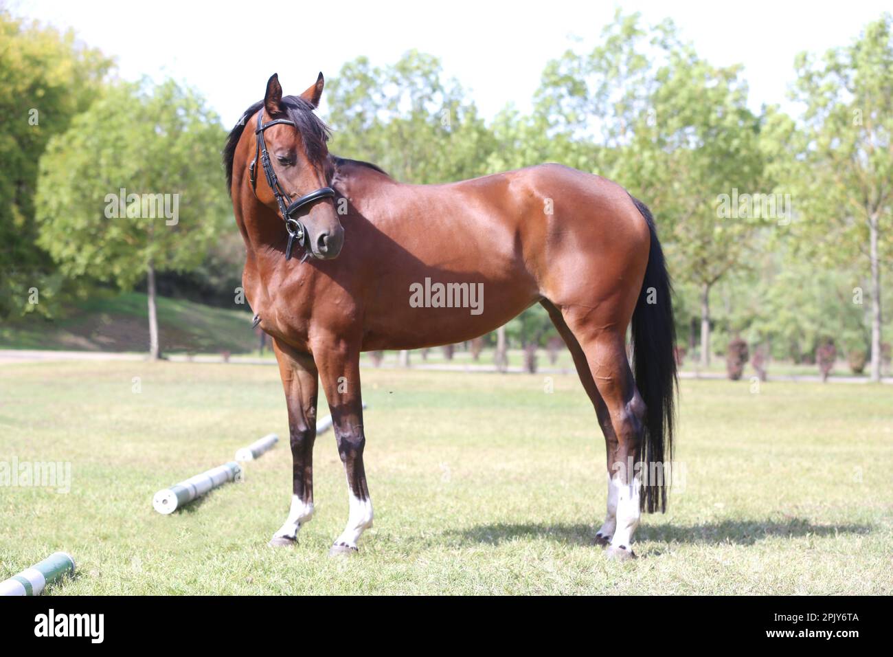 Beautiful young stallion posing at rural animal farm on horse show summertime Stock Photo