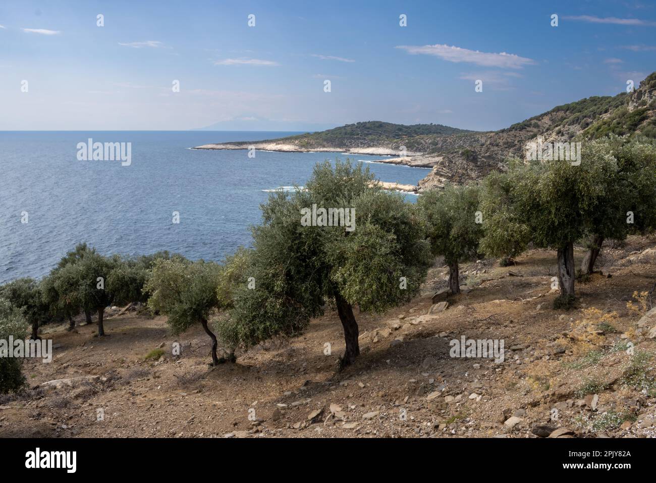 Hill Full Of Olive Trees In A Large Garden Peninsula In The Background hill-full-of-olive-trees-in-a-large-garden-peninsula-in-the-background