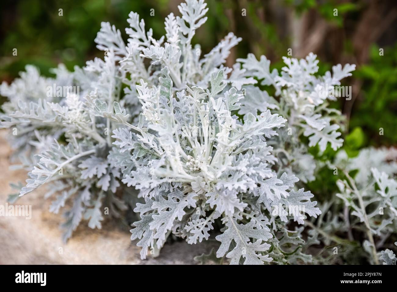 Senecio cineraria or Jacobaea maritima, silver ragwort ornamental plant in the garden design, dusty miller Stock Photo