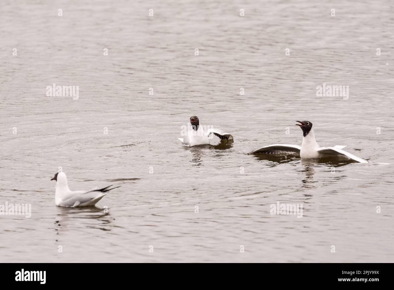 Black-Headed Gulls (Chroicocephalus ridibundus) showing pre-mating agression Stock Photo