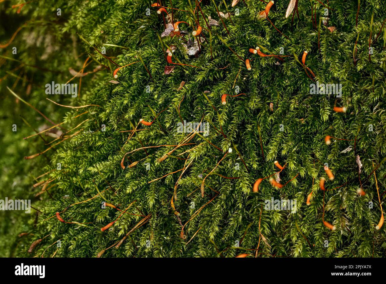 Fine green moss - Brachythecium species - growing on tree, closeup macro detail Stock Photo