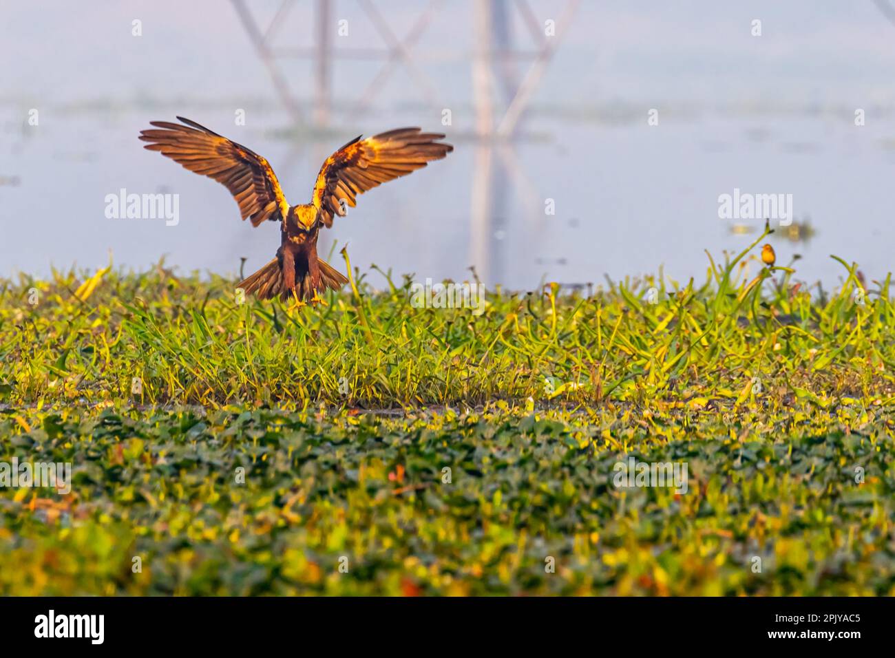 A Marsh Harrier landing in a wet land Stock Photo