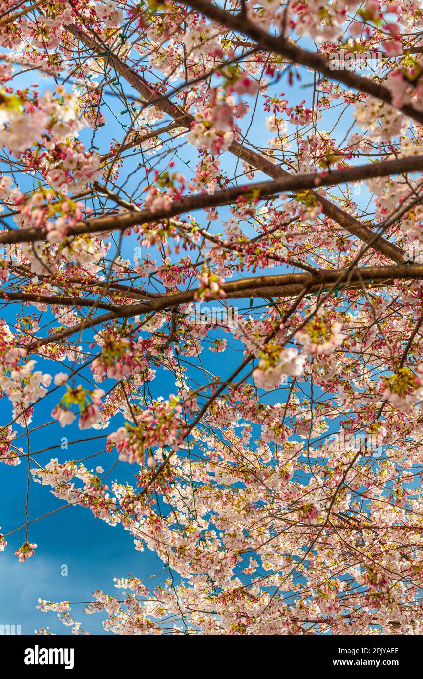 Canadian cherry blossoms hi-res stock photography and images - Alamy