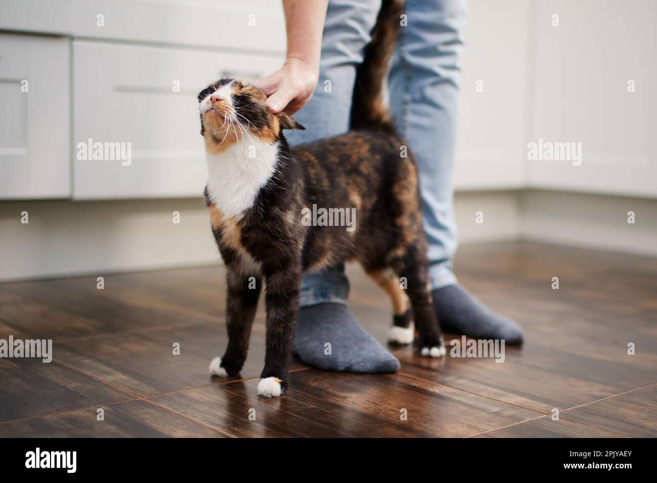 Contented cat greets her pet owner upon his arrival home. Man stroking his cute mottled cat. Stock Photo