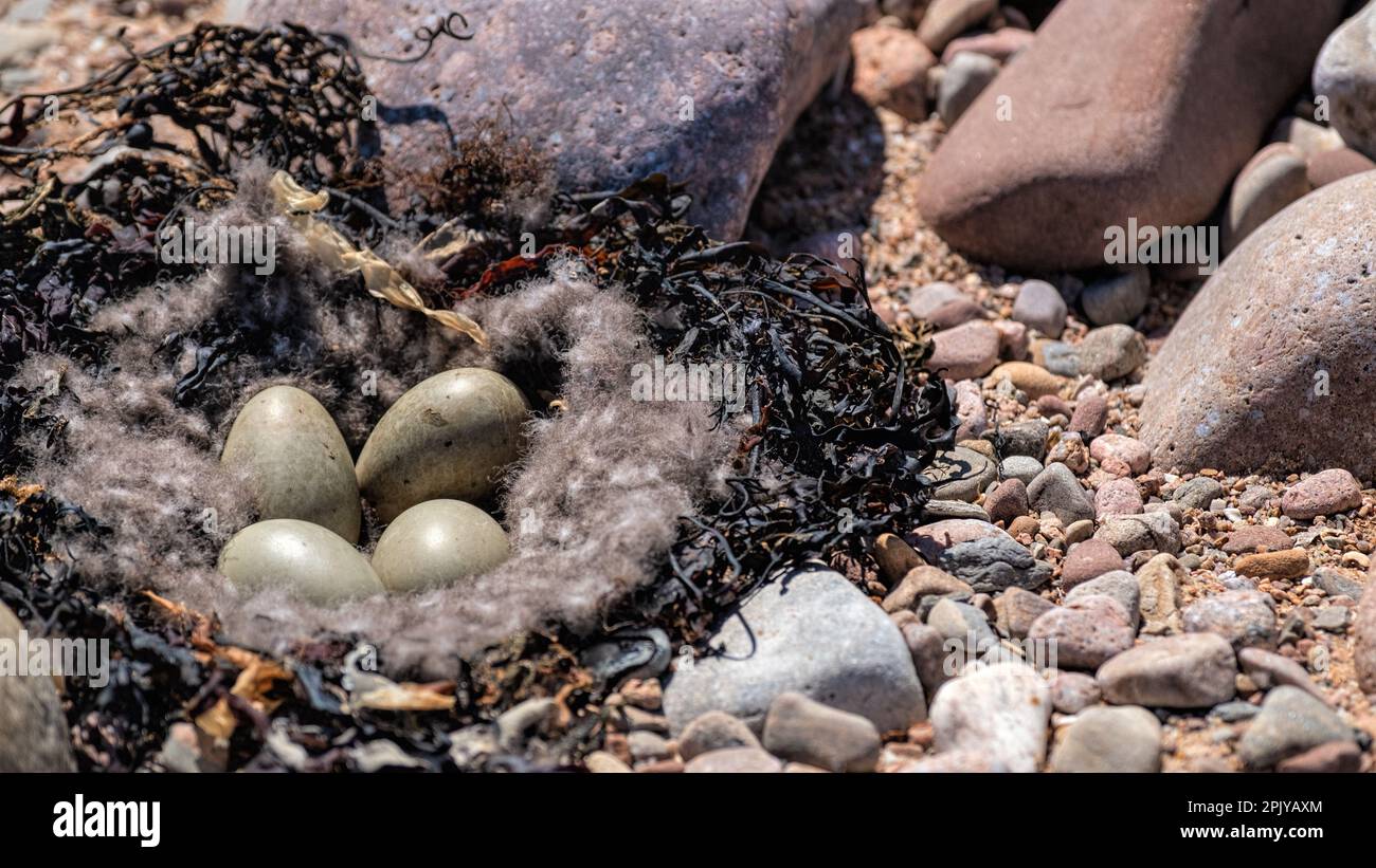 Eider duck nest with eggs in seaweed on a shingle beach Stock Photo Alamy