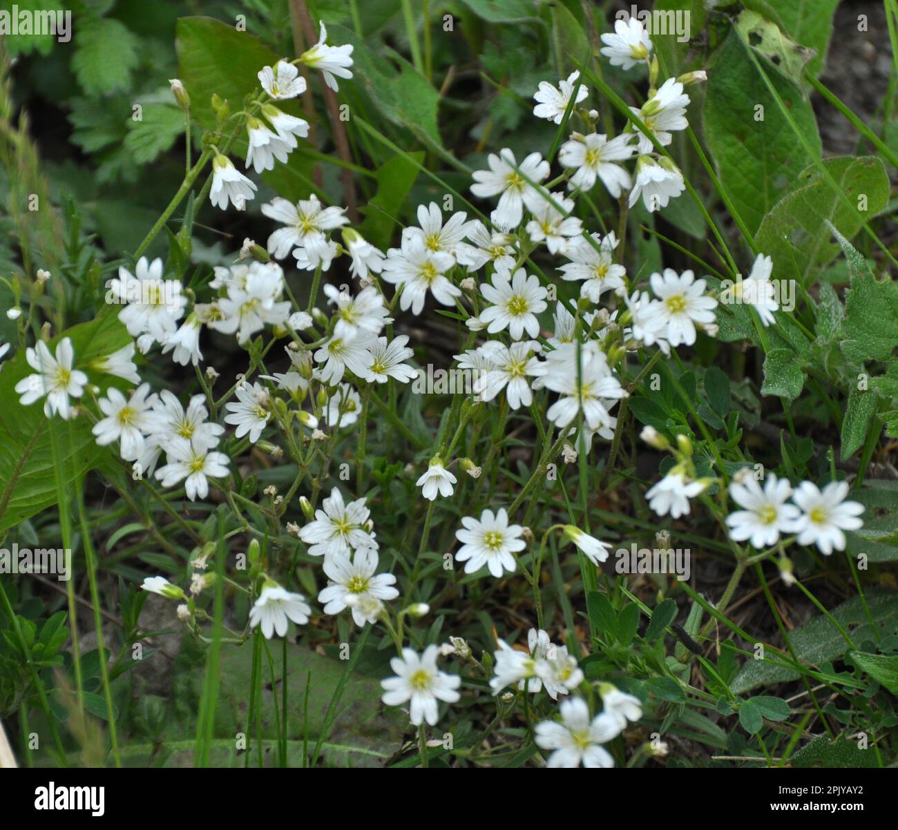 In the wild, Cerastium arvense grows in the meadow among the grasses Stock Photo
