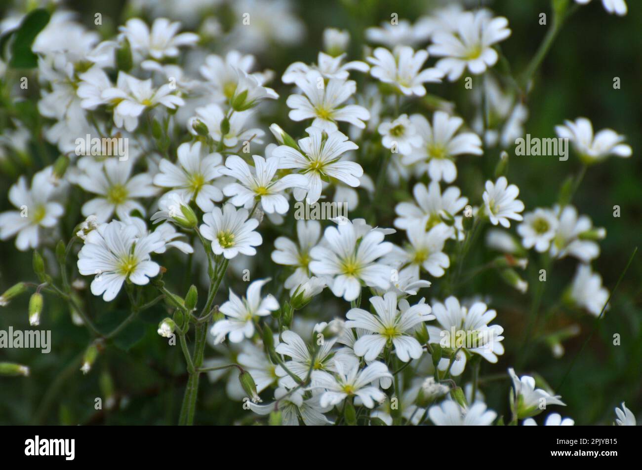 In the wild, Cerastium arvense grows in the meadow among the grasses Stock Photo