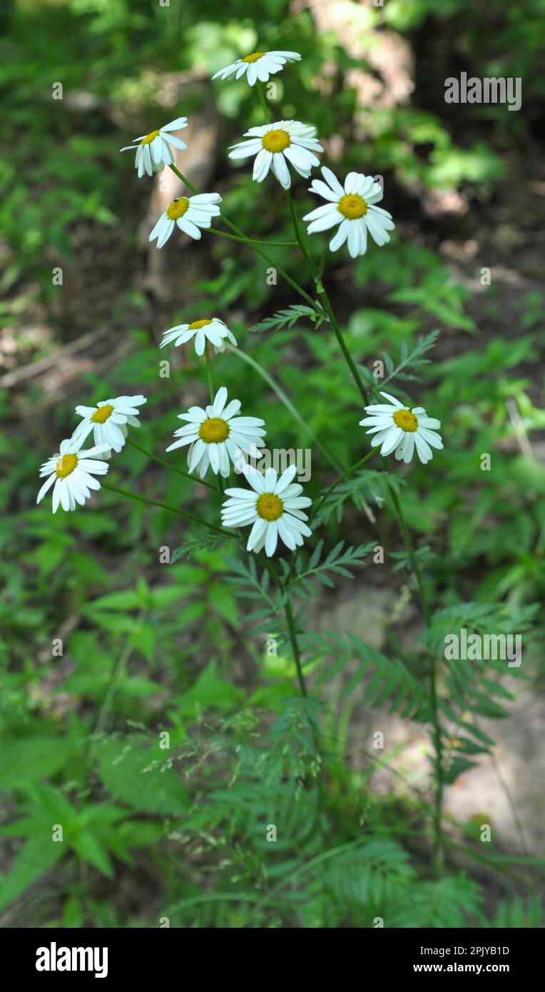 In the spring in the wild in the woods blooms tansy shields (Tanacetum corymbosum) Stock Photo