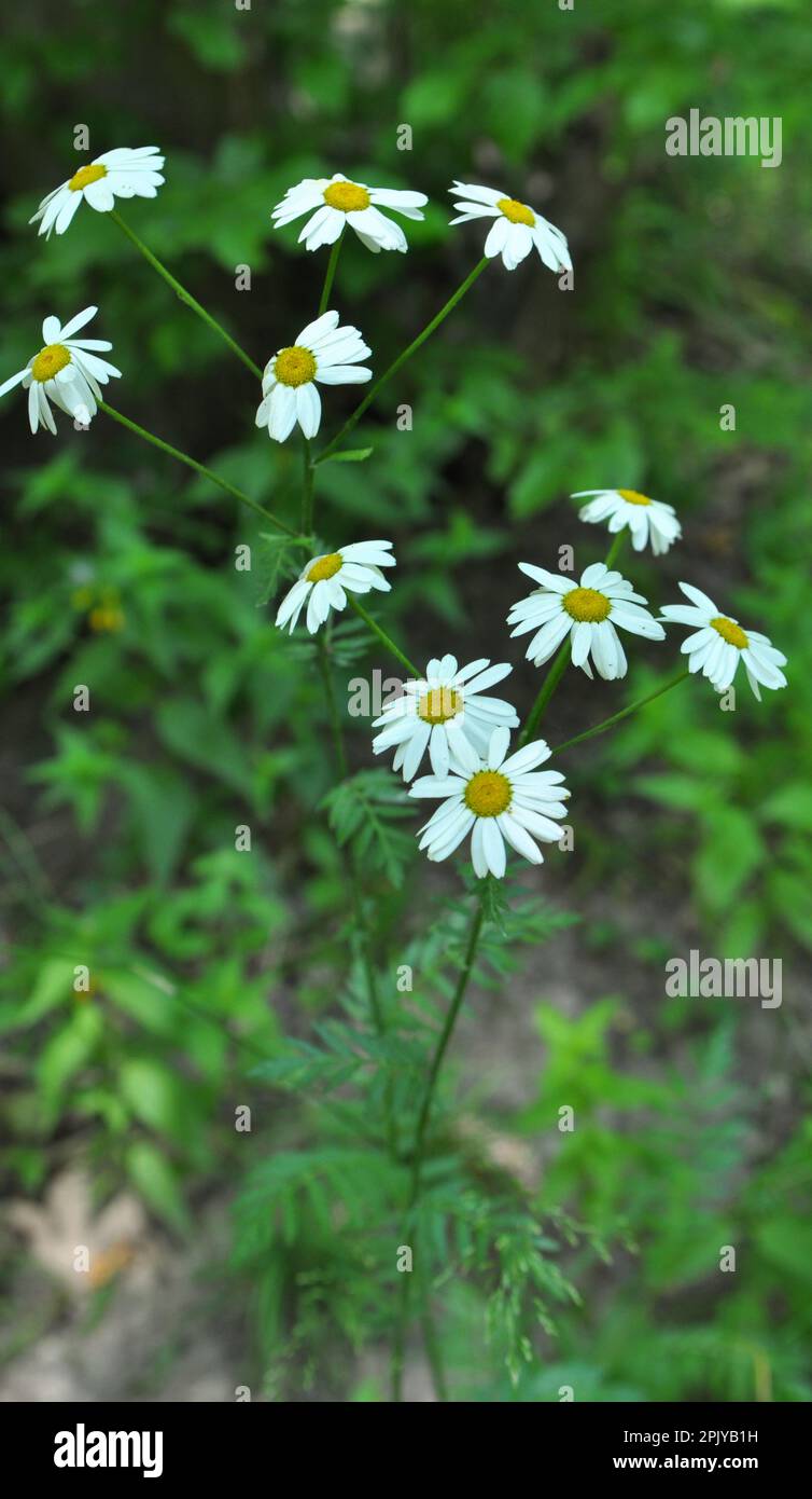 In the spring in the wild in the woods blooms tansy shields (Tanacetum corymbosum) Stock Photo