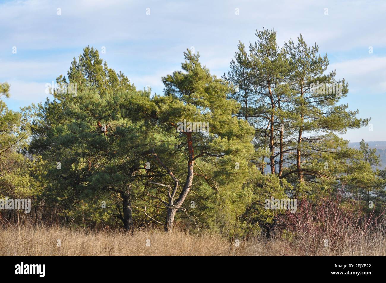 In the wild, pine trees grow in the forest Stock Photo