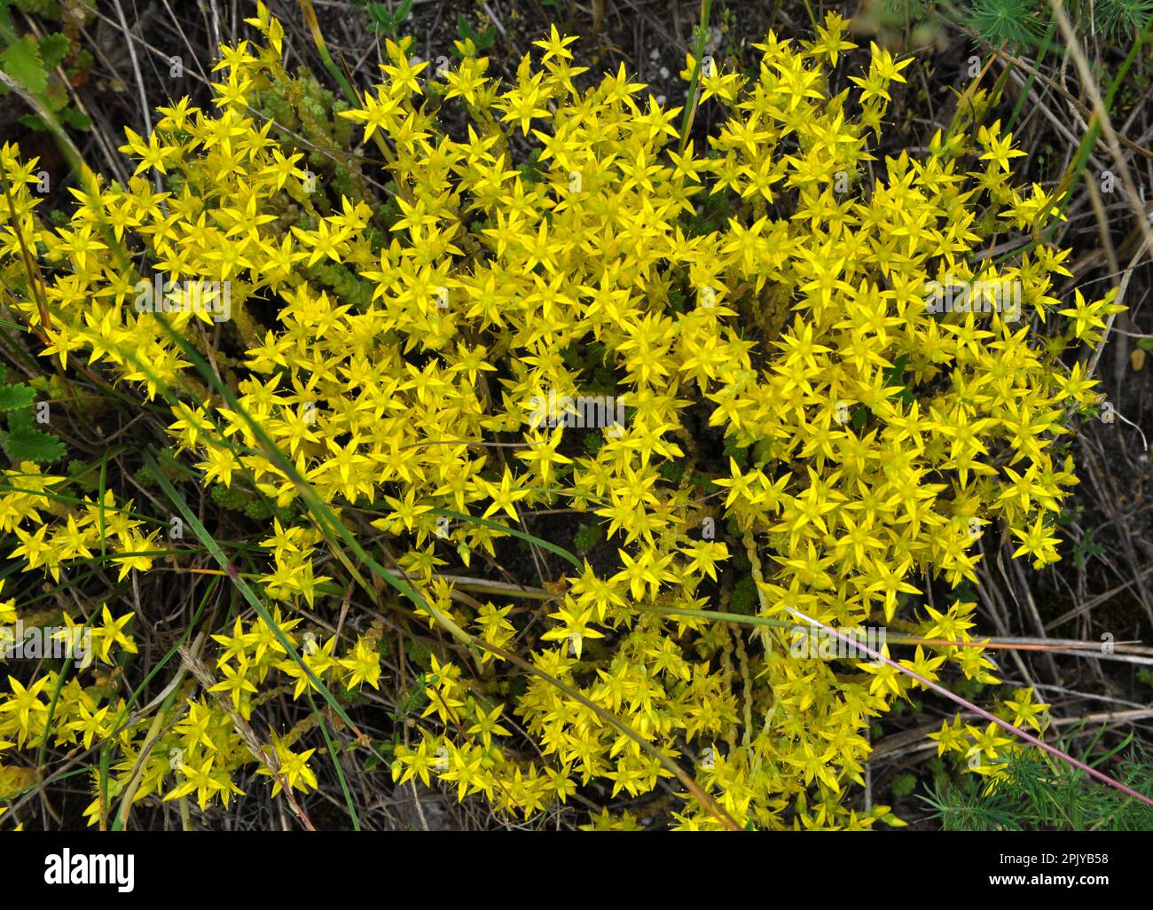 In the wild stonecrop (Sedum acre) grows on rocky soils Stock Photo Alamy